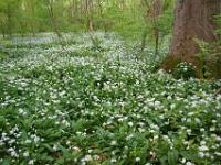 Waldboden bedeckt von Bärlauchblüten
